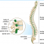 Back Pain Diagnosis