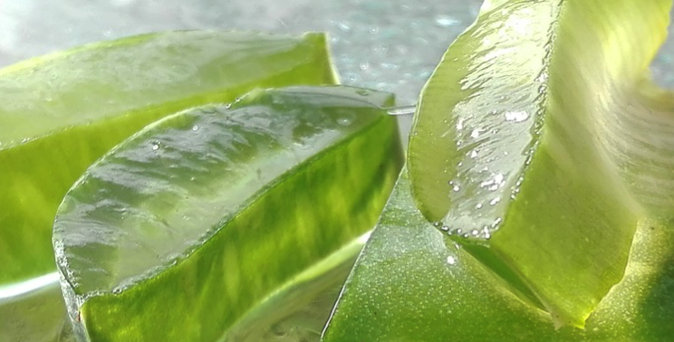 Aloe Vera For Sunburn