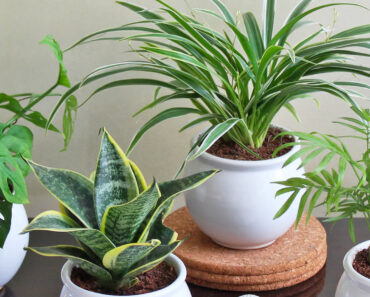 Best Plants For Home