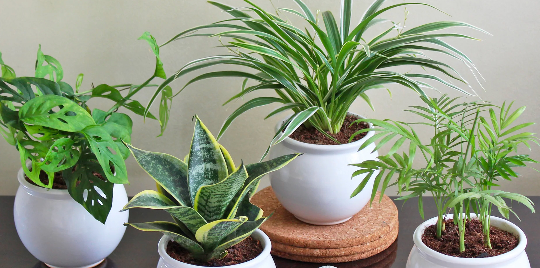 Best Indoor Air-Purifying Plants For Your Home