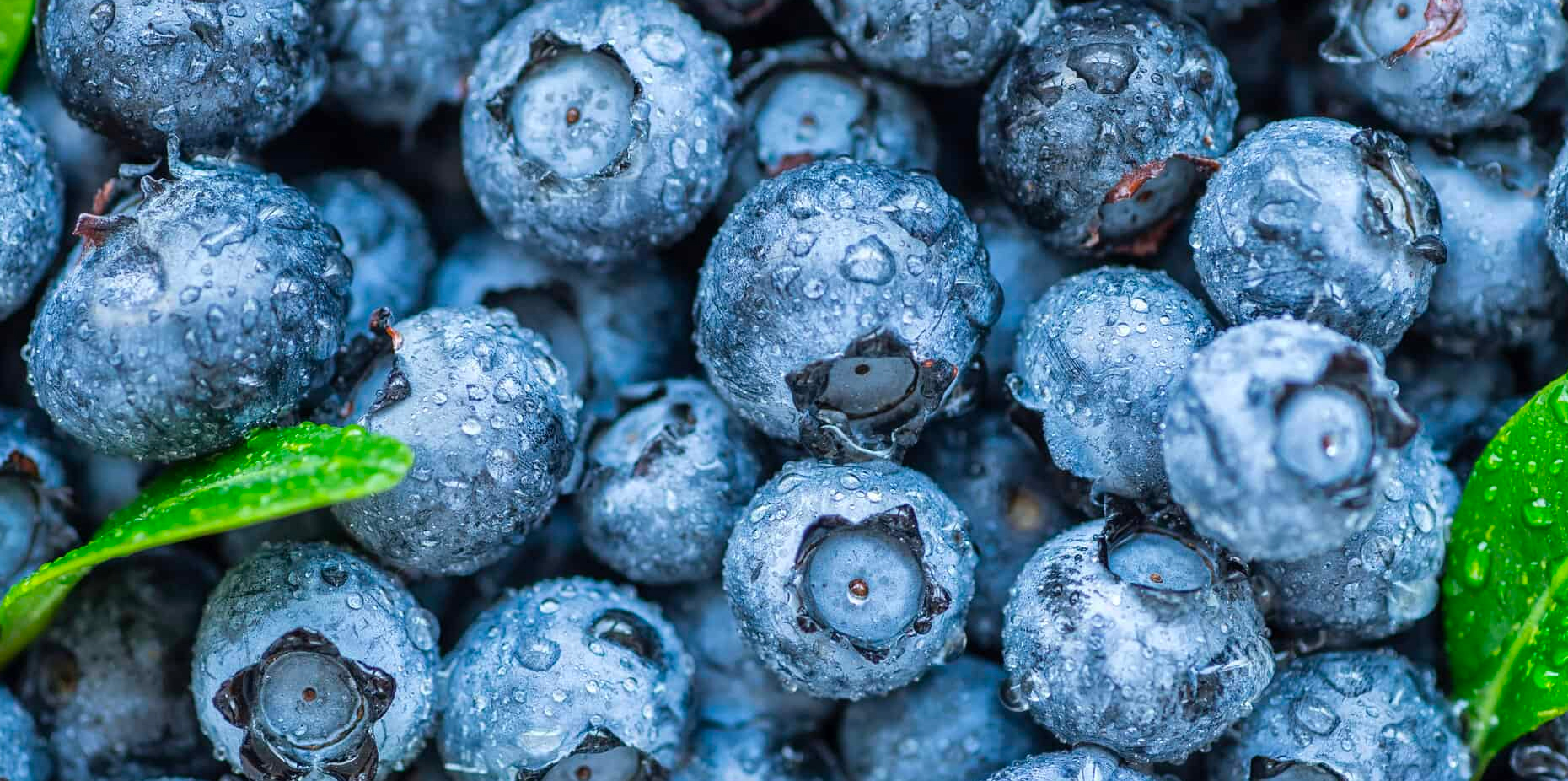 Blueberry: Facts, Nutrition, Benefits & More