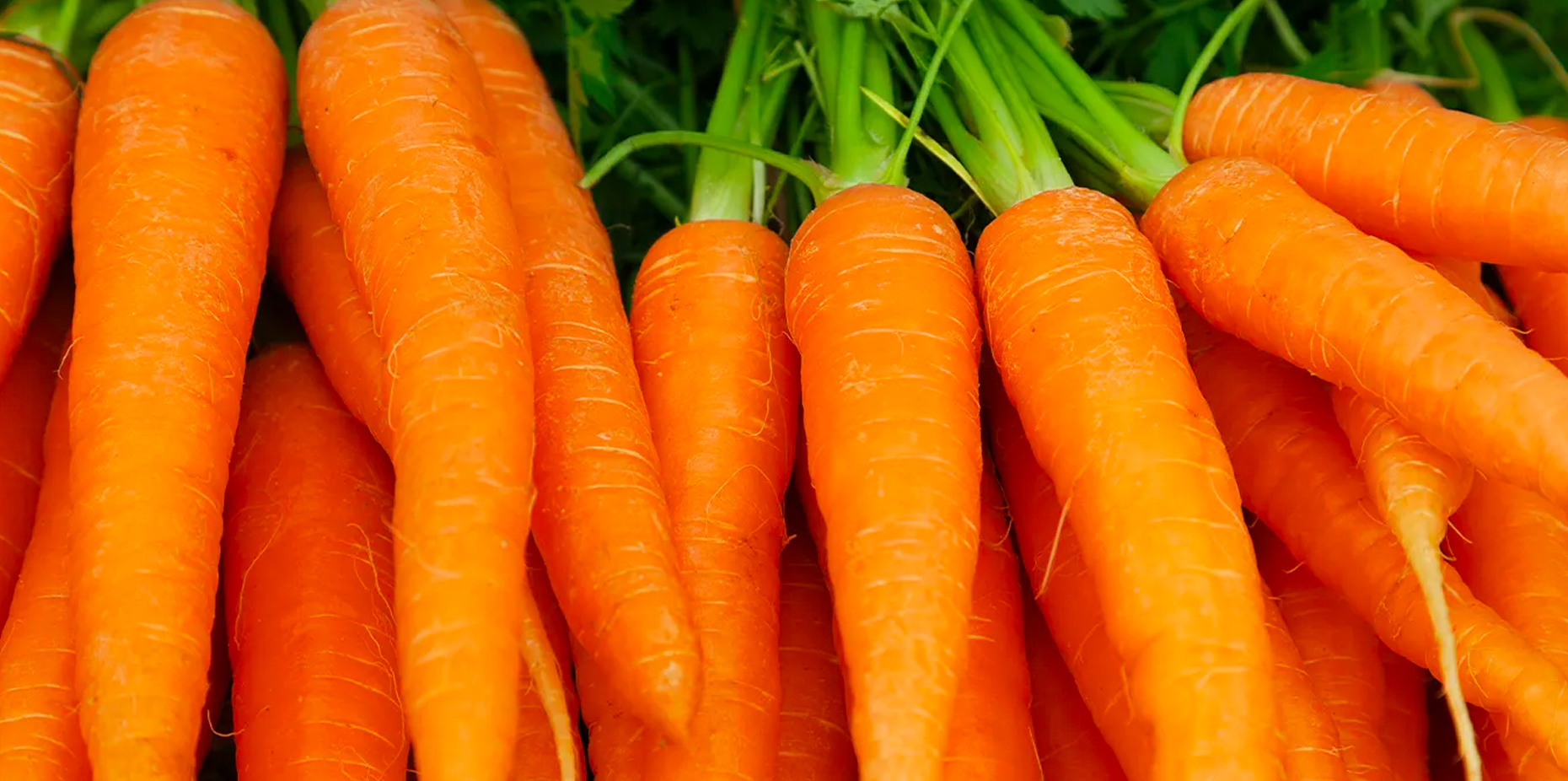 Carrots: Facts, Nutrition, Benefits, & More