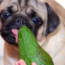 Foods Toxic to Dogs