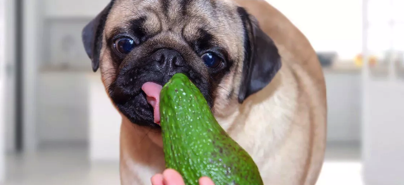 22 Human Foods That Can Be Toxic To Dogs