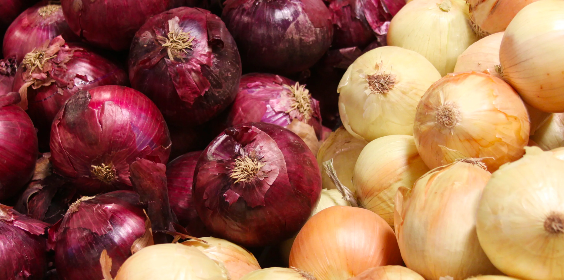 Onions: Facts, Nutrition, Health Benefits, and More