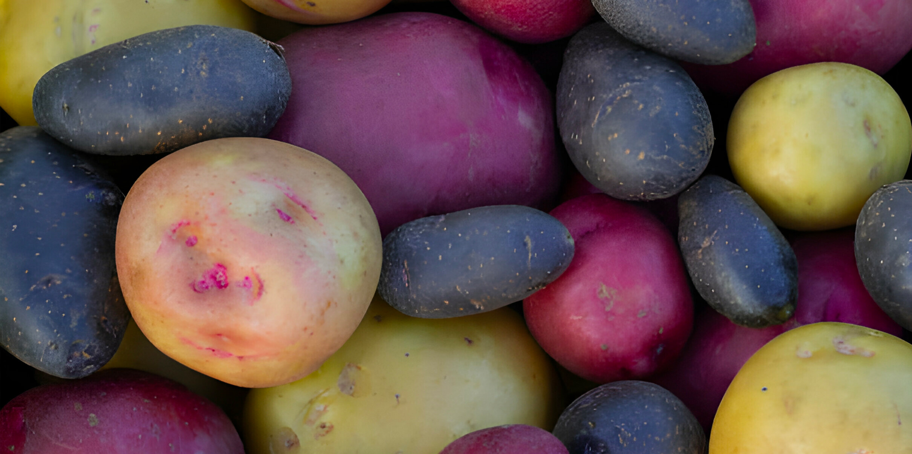 Potatoes: Facts, Nutrition, Benefits, & More