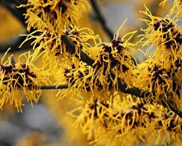 Witch hazel for Sunburn
