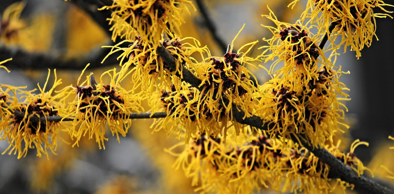 Witch hazel for Sunburn