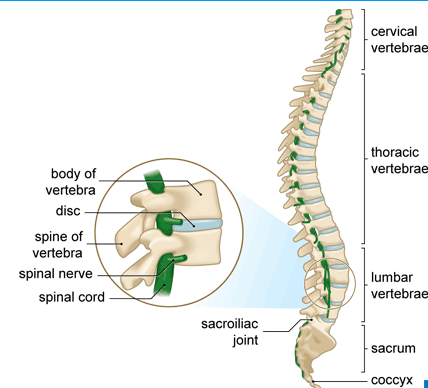 Back Pain Diagnosis