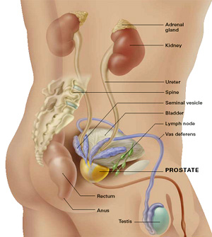 Prostate Center Center